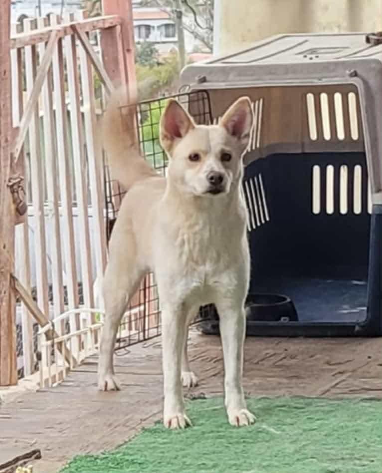 Enlarge Tracy, a Adoptable Mixed Breed in Puyallup, WA image 5/6