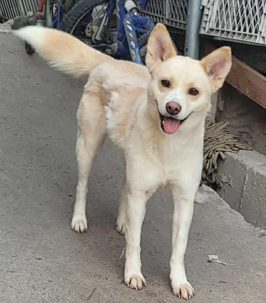 Enlarge Tracy, a Adoptable Mixed Breed in Puyallup, WA image 6/6