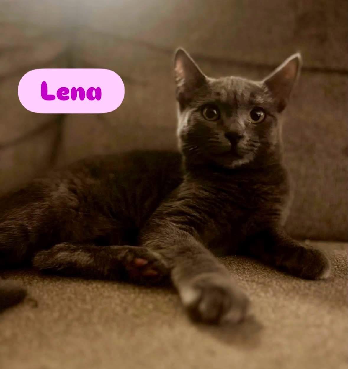 Enlarge Lena ( sweet gray beauty), a Adoptable Domestic Short Hair in Staten island, NY image 4/4