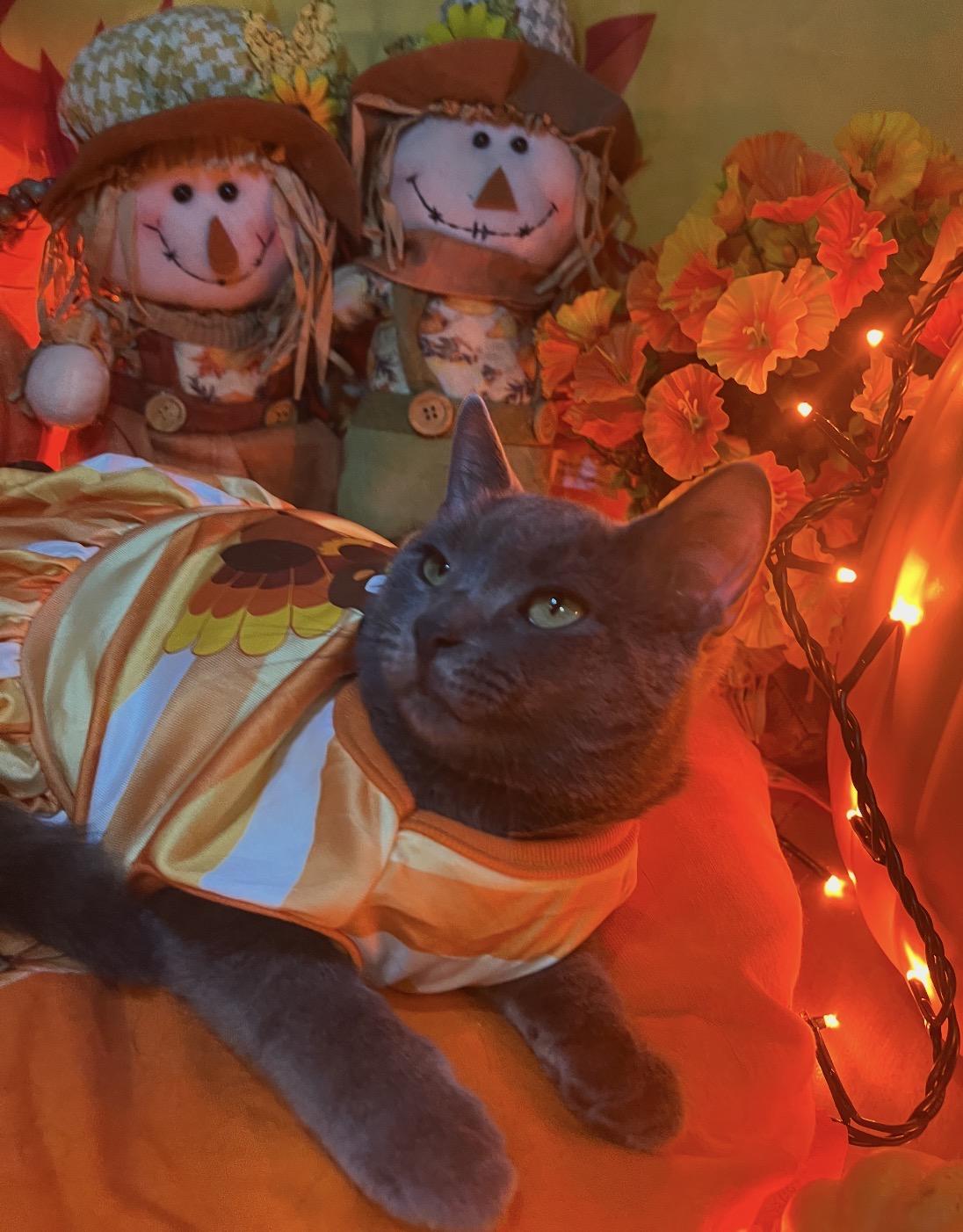 Enlarge Lena ( sweet gray beauty), a Adoptable Domestic Short Hair in Staten island, NY image 3/4