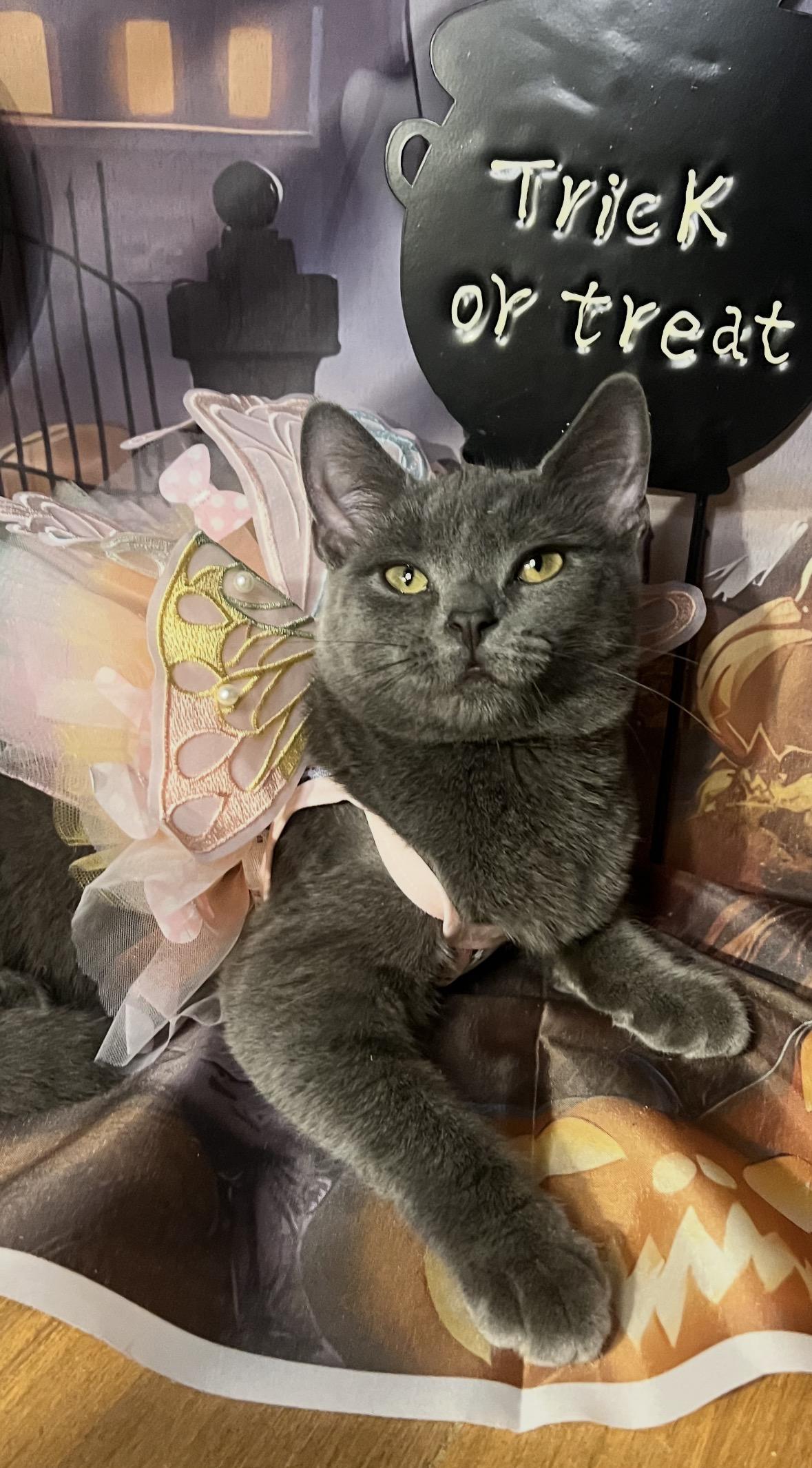 Lena ( sweet gray beauty), Adoptable, Kitten Female Domestic Short Hair.