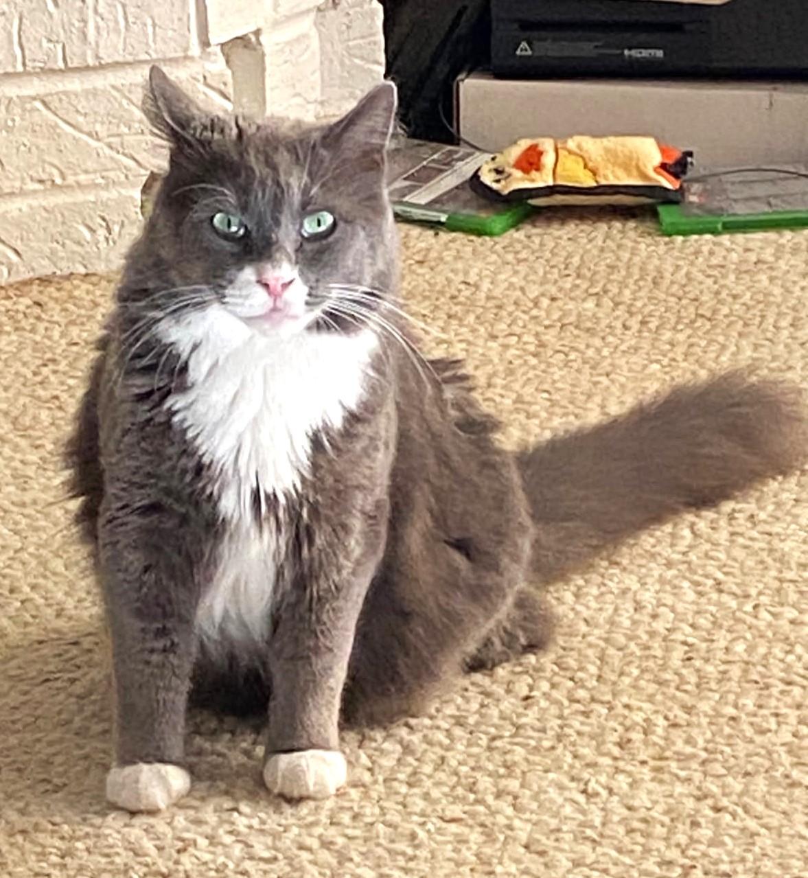 Lewis, adoptable, Adult Male Maine Coon.