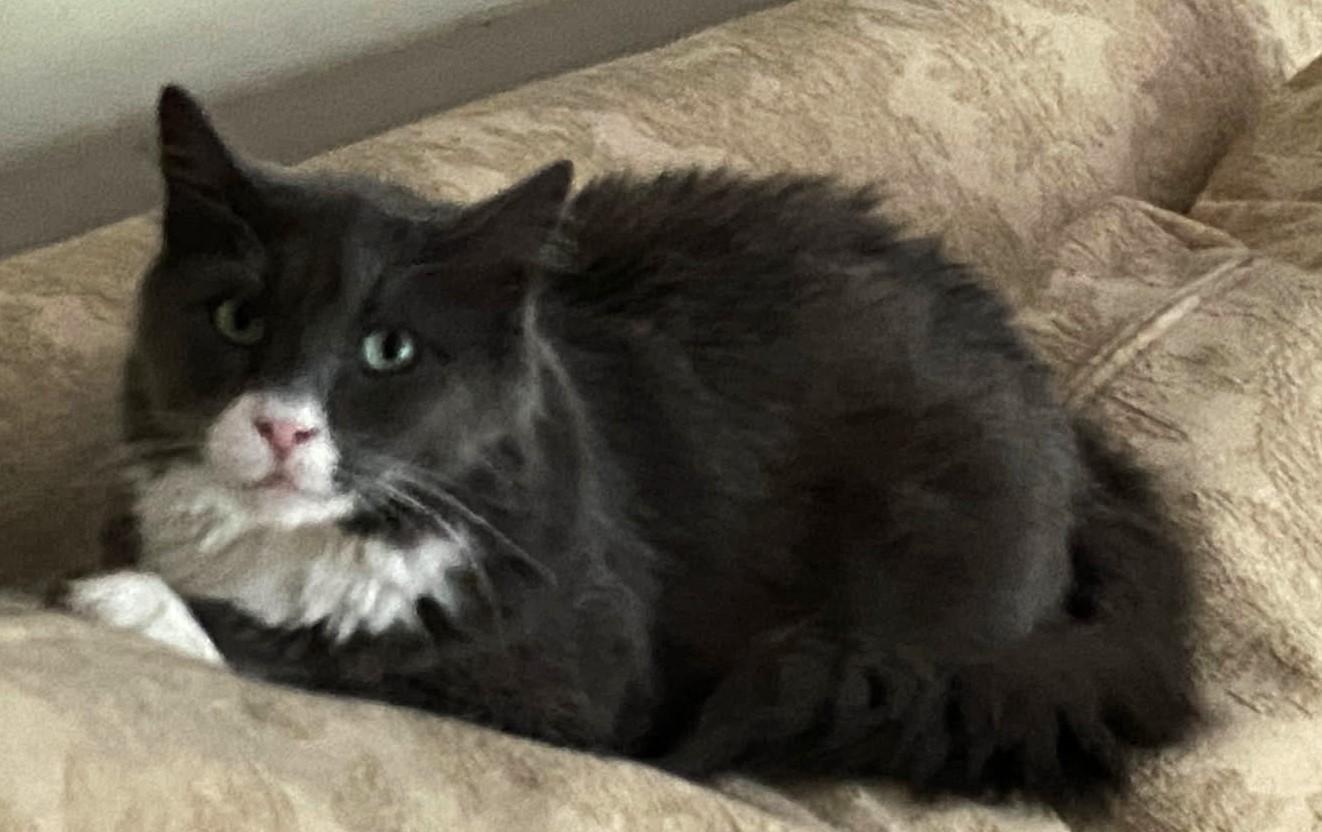 Lewis, an adoptable mixed breed in Ypsilanti, MI image 4/5