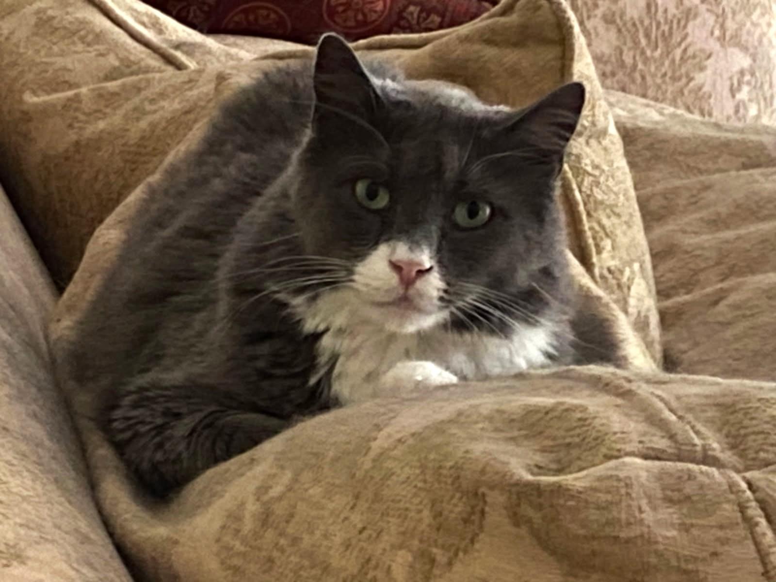 Lewis, an adoptable mixed breed in Ypsilanti, MI image 3/5