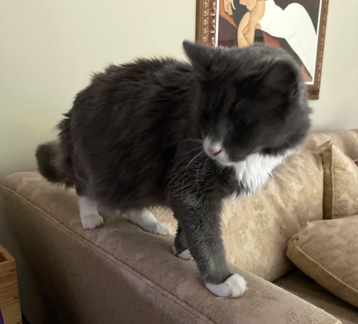 Lewis, an adoptable mixed breed in Ypsilanti, MI image 5/5