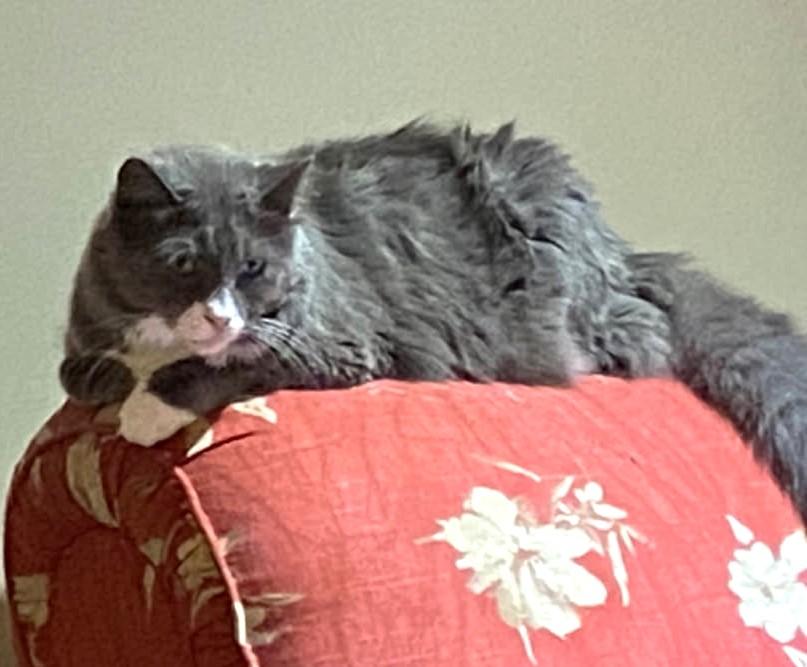 Lewis, an adoptable mixed breed in Ypsilanti, MI image 2/5