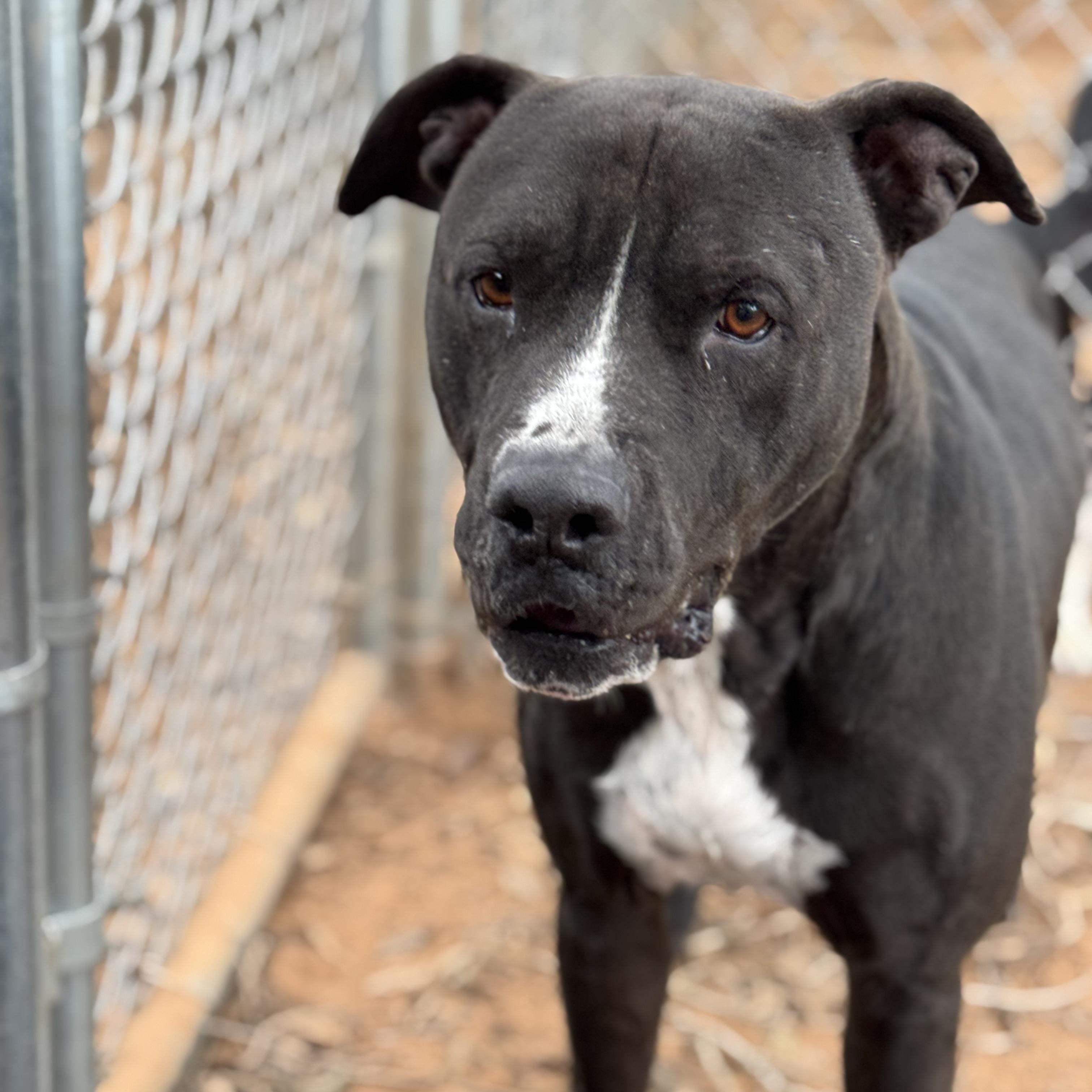 Nikko, an adoptable Black Labrador Retriever in Calumet, MI, 49913 | Photo Image 3