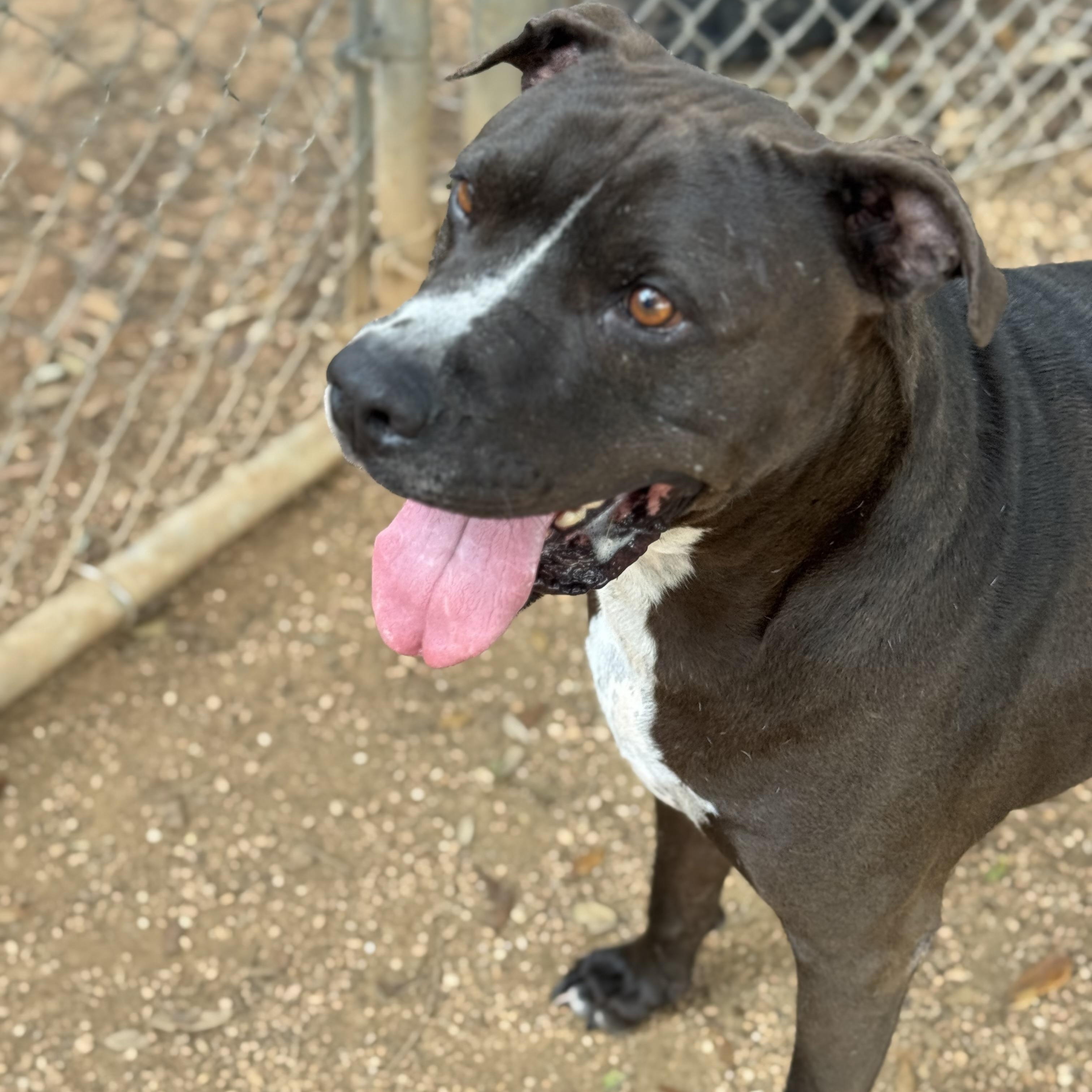 Nikko, an adoptable Black Labrador Retriever in Calumet, MI, 49913 | Photo Image 4
