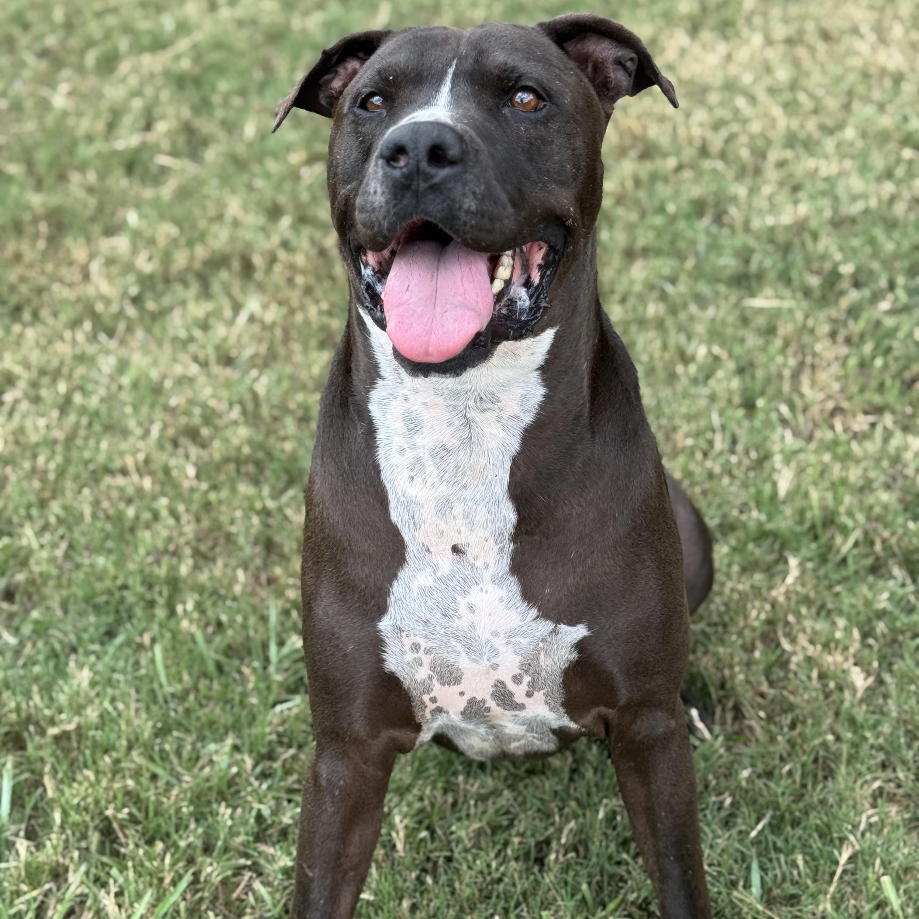 Nikko, an adoptable Black Labrador Retriever in Calumet, MI, 49913 | Photo Image 1