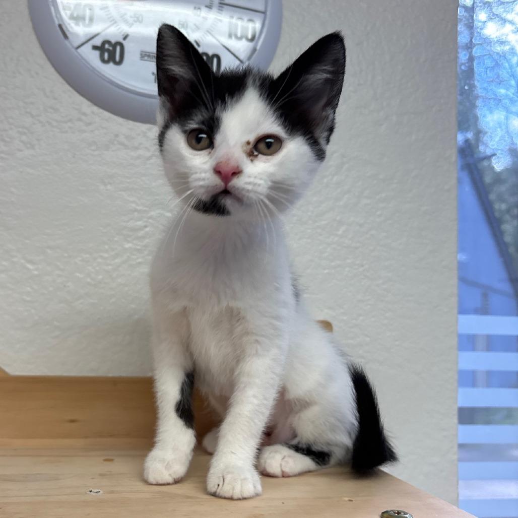 Enlarge Daisy Mae, a Adoptable Domestic Short Hair in Allyn, WA image 1/4