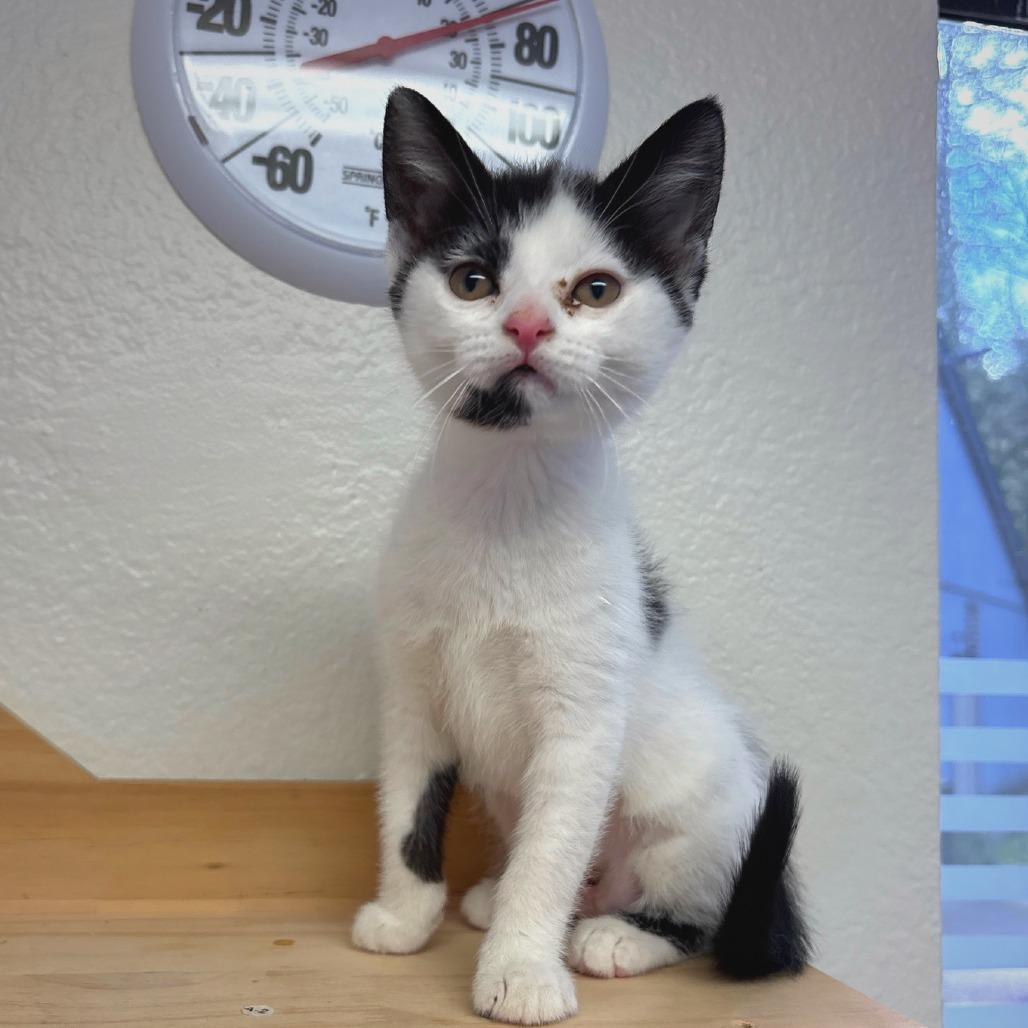 Enlarge Daisy Mae, a Adoptable Domestic Short Hair in Allyn, WA image 2/4