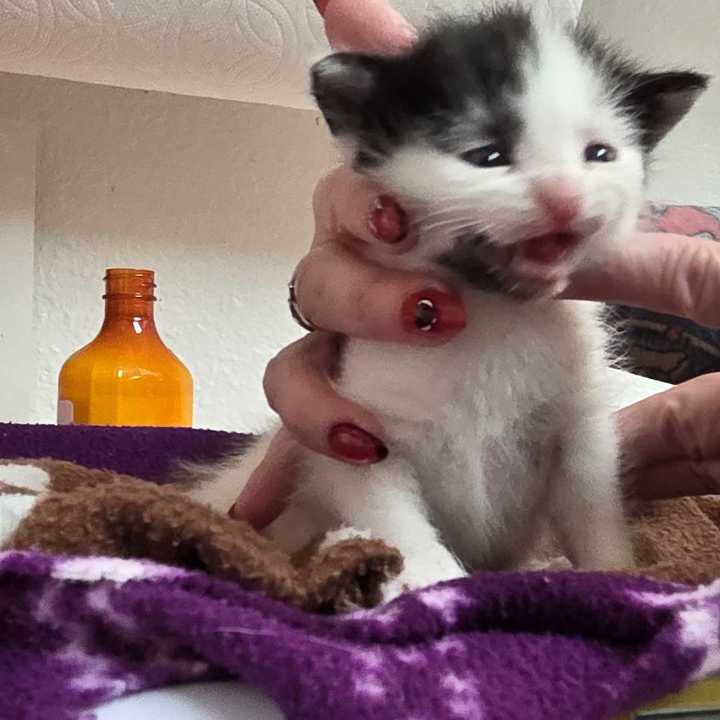 Enlarge Daisy Mae, a Adoptable Domestic Short Hair in Allyn, WA image 3/4