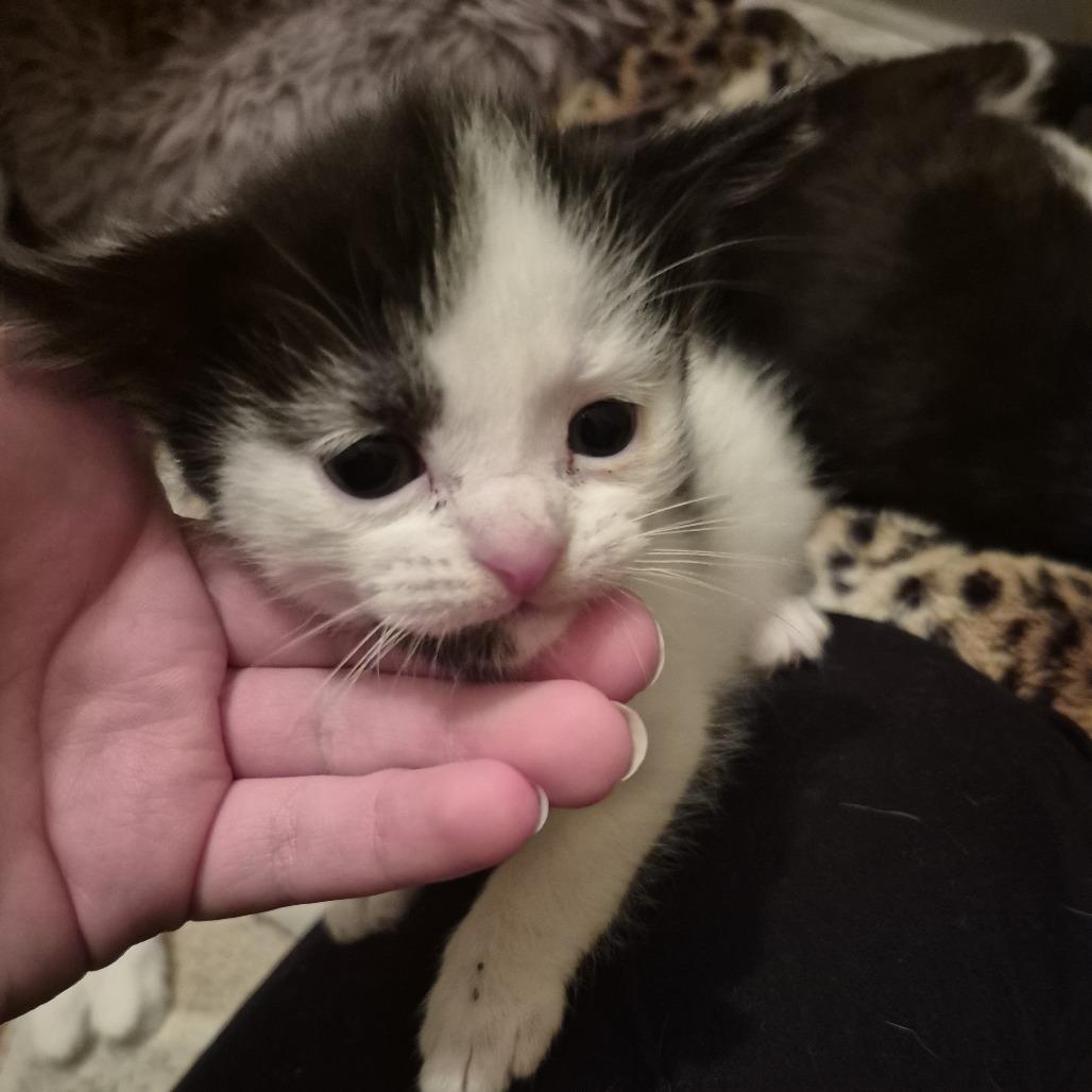 Enlarge Daisy Mae, a Adoptable Domestic Short Hair in Allyn, WA image 4/4