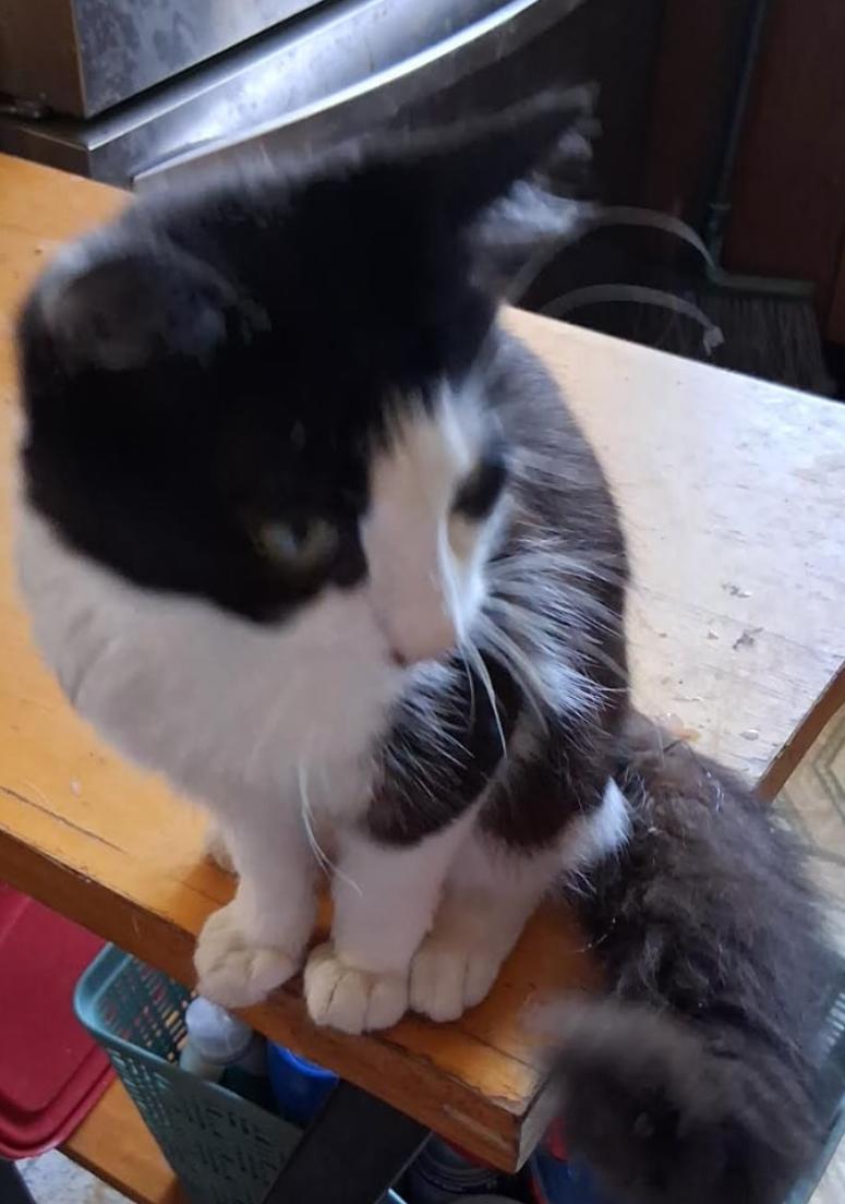 Enlarge Angel , a ADOPTABLE Tuxedo in Bayonne, NJ image 1/1