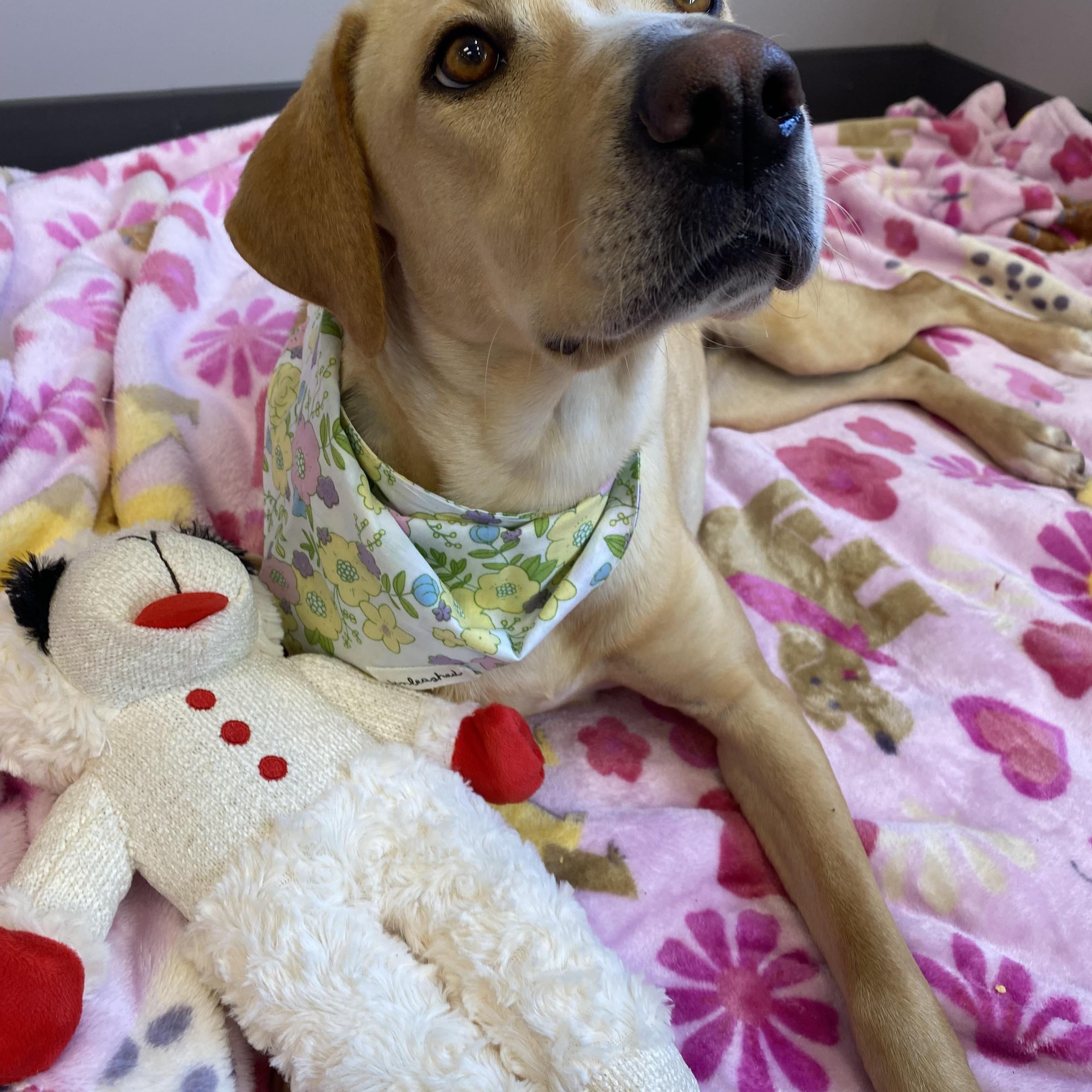 Enlarge Allie - Adopted, an adopted mixed breed in East Providence, RI image 3/6