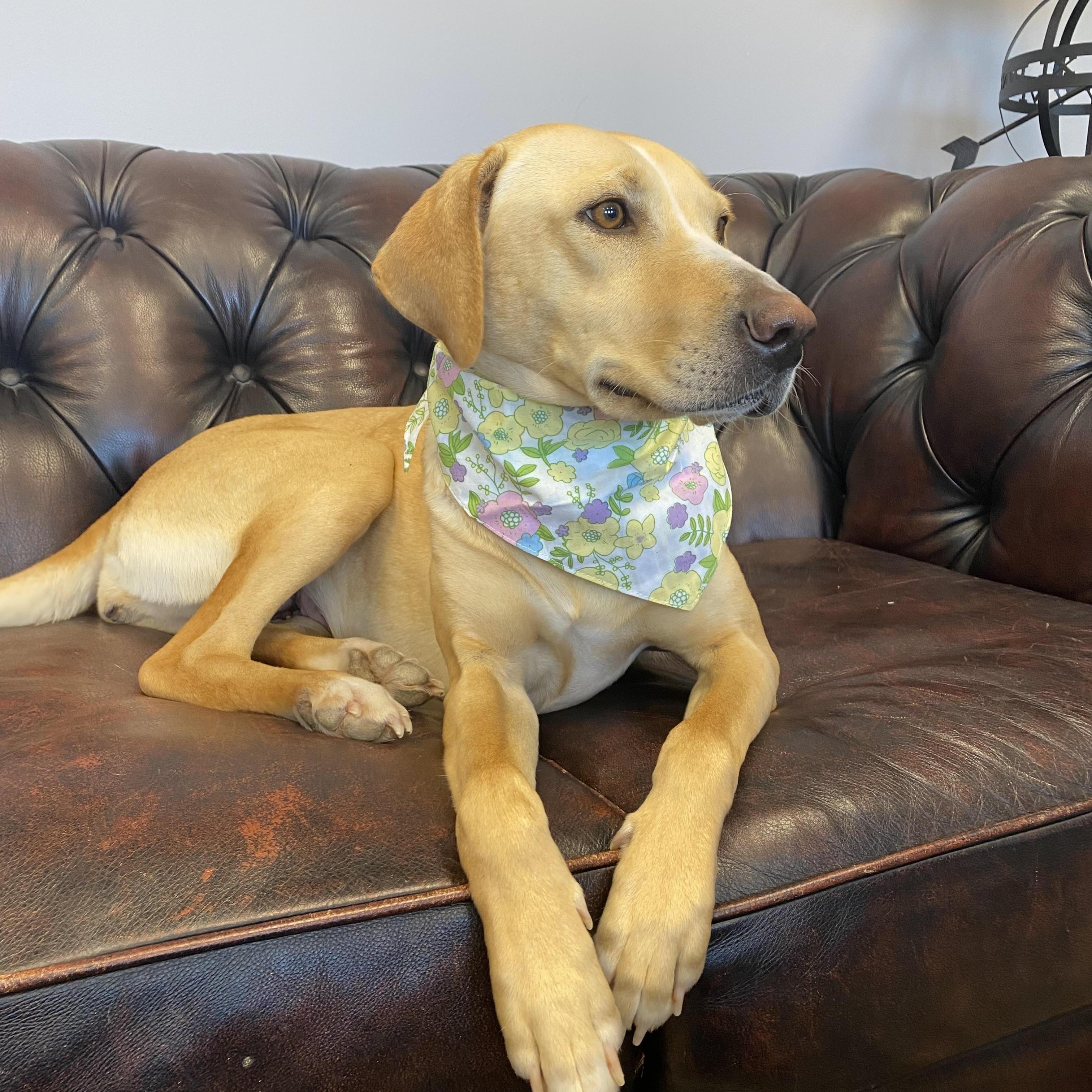 Allie - Adopted, adopted, Adult Female Labrador Retriever.