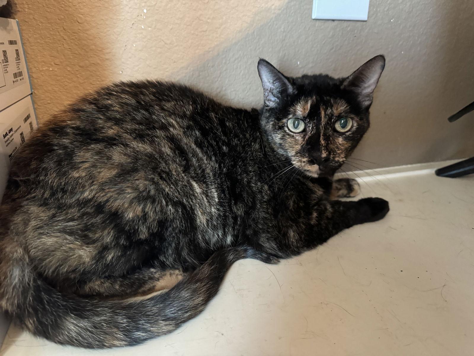 Enlarge Tortellini, a Adoptable Domestic Short Hair in Mesquite, TX image 1/2