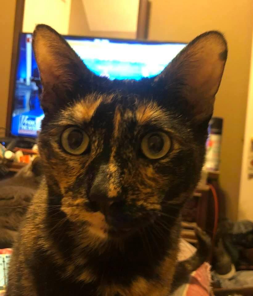 Enlarge Tortellini, a Adoptable Domestic Short Hair in Mesquite, TX image 1/1