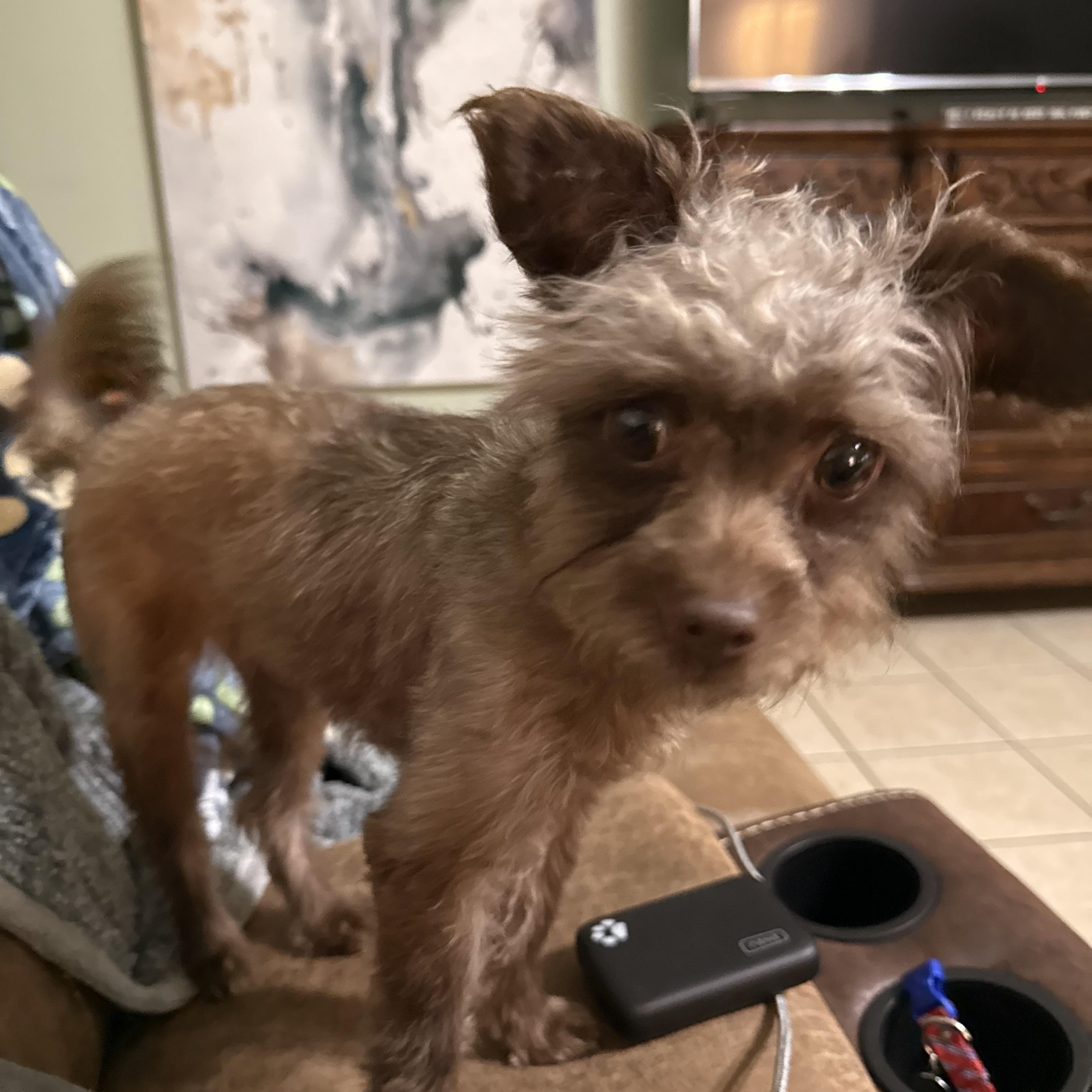 Enlarge Nadia, an adopted mixed breed in Texarkana, TX image 4/6
