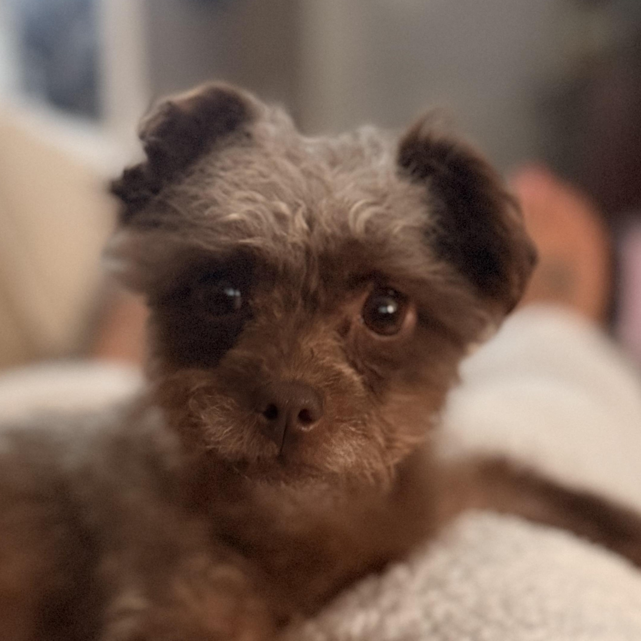 Enlarge Nadia, an adopted mixed breed in Texarkana, TX image 2/6