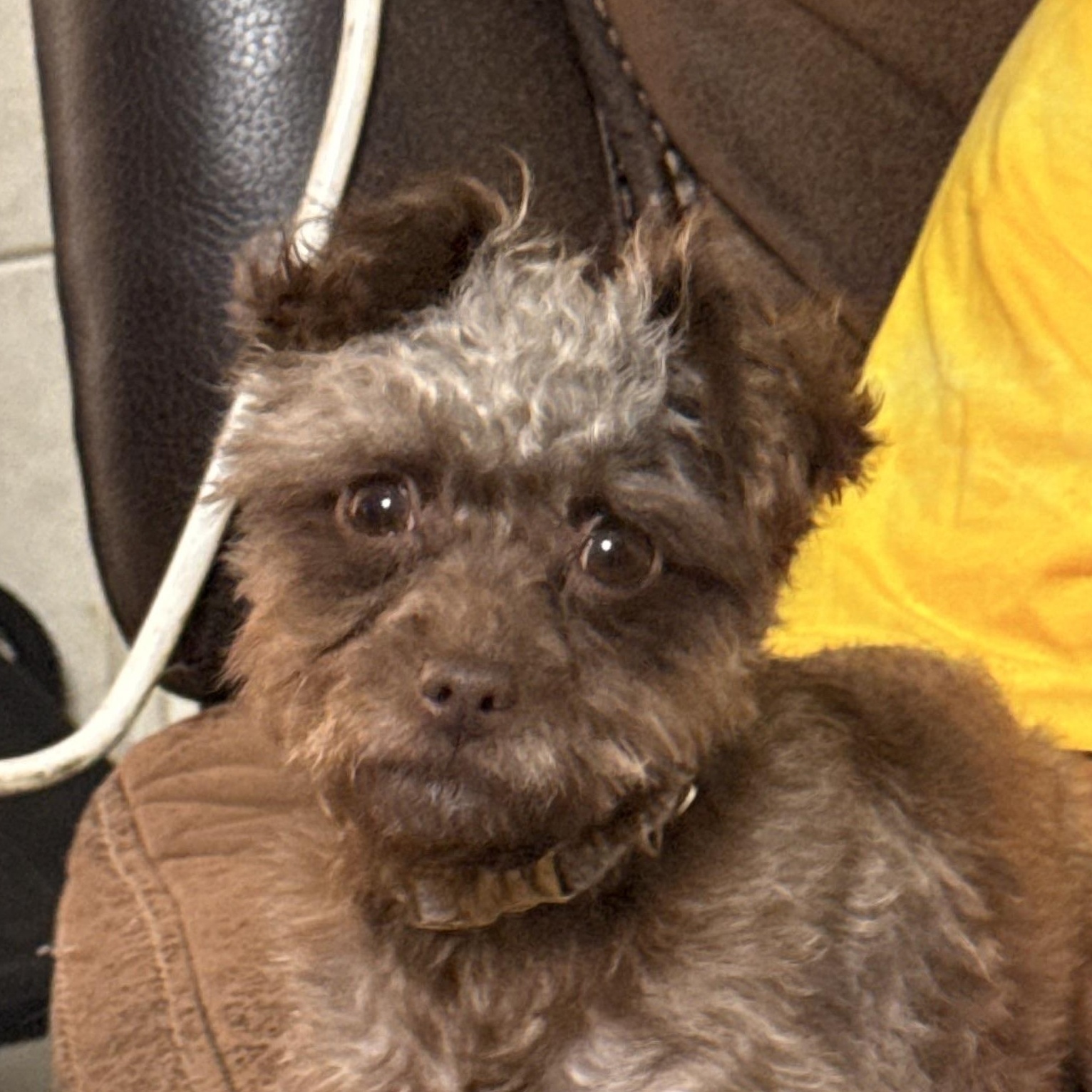 Enlarge Nadia, an adopted mixed breed in Texarkana, TX image 1/6
