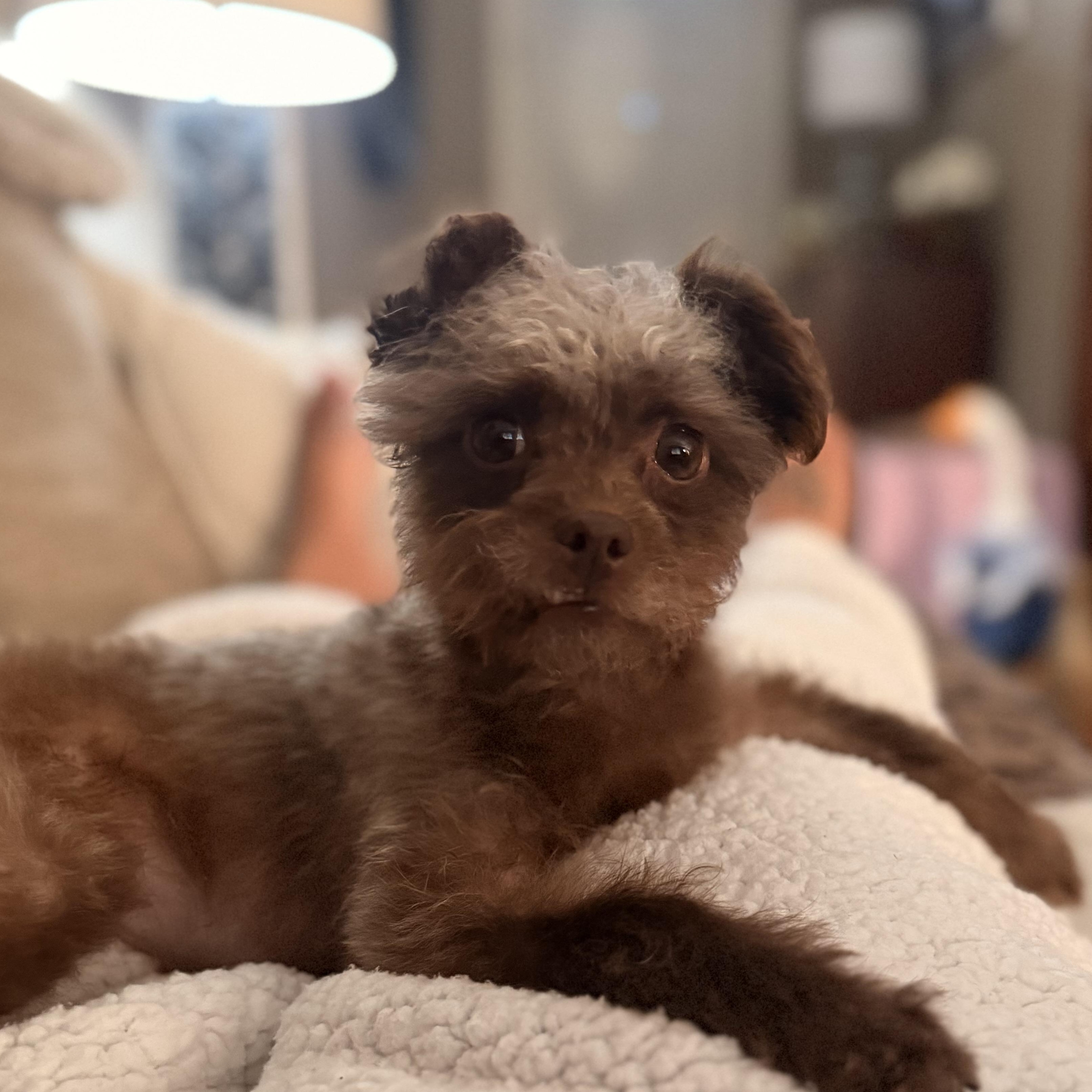 Enlarge Nadia, an adopted mixed breed in Texarkana, TX image 6/6