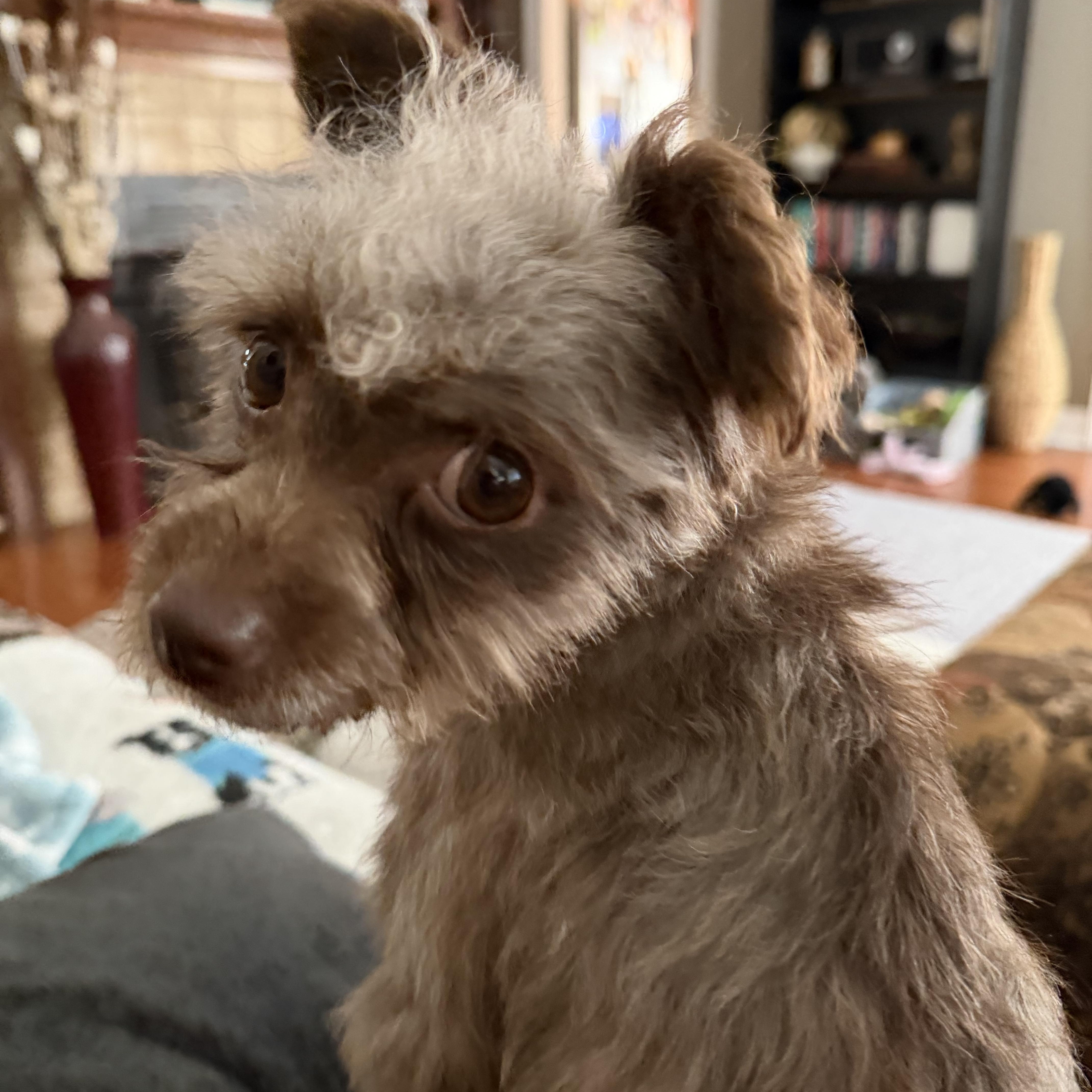 Enlarge Nadia, an adopted mixed breed in Texarkana, TX image 5/6