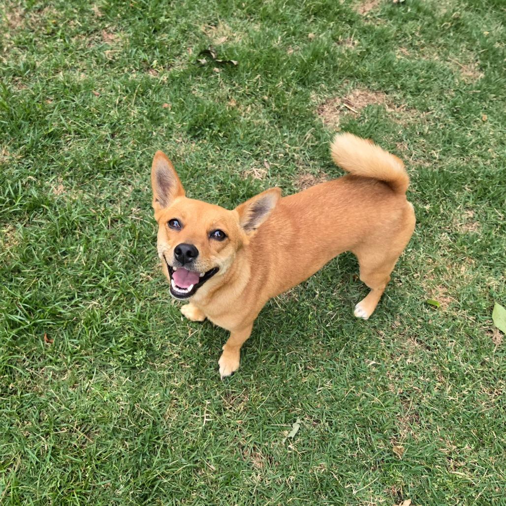 RITA - Chihuahua / Dachshund for adoption in Birmingham