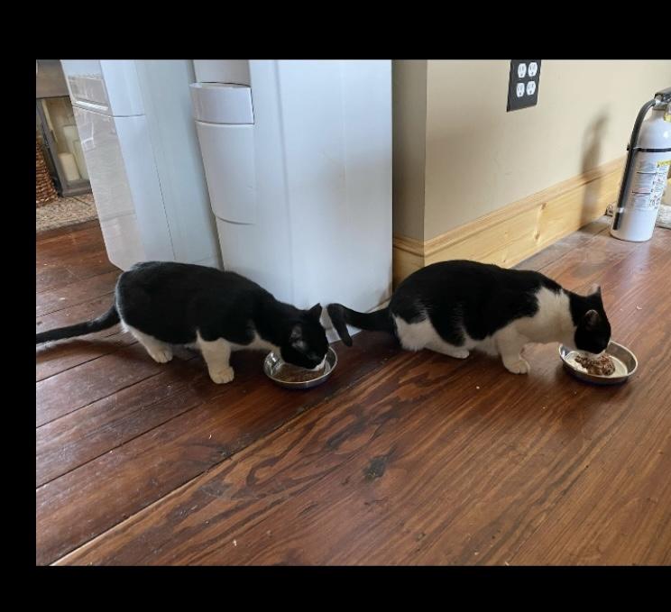 Enlarge Noelle and Rudy, a Adopted Domestic Short Hair in Dresher, PA image 2/5