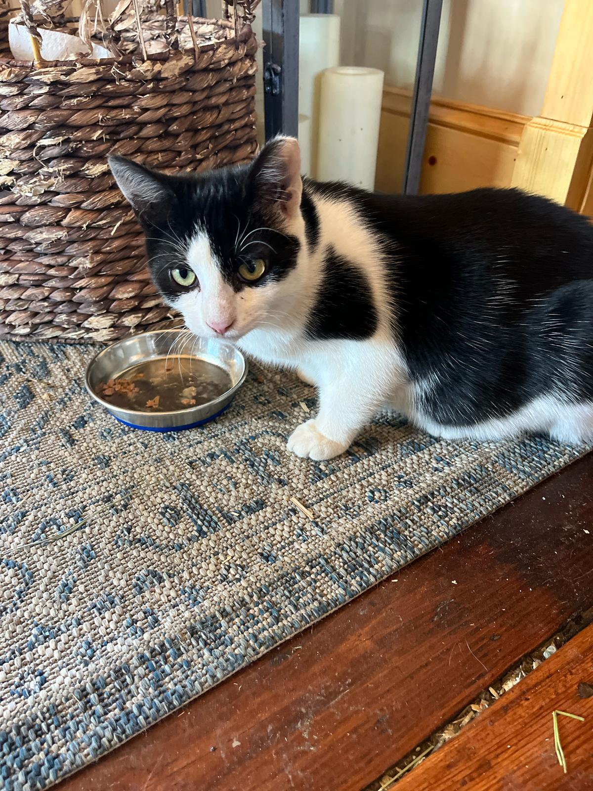 Enlarge Noelle and Rudy, a Adopted Domestic Short Hair in Dresher, PA image 1/5