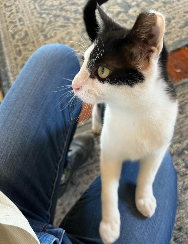 Enlarge Noelle and Rudy, a Adopted Domestic Short Hair in Dresher, PA image 4/5