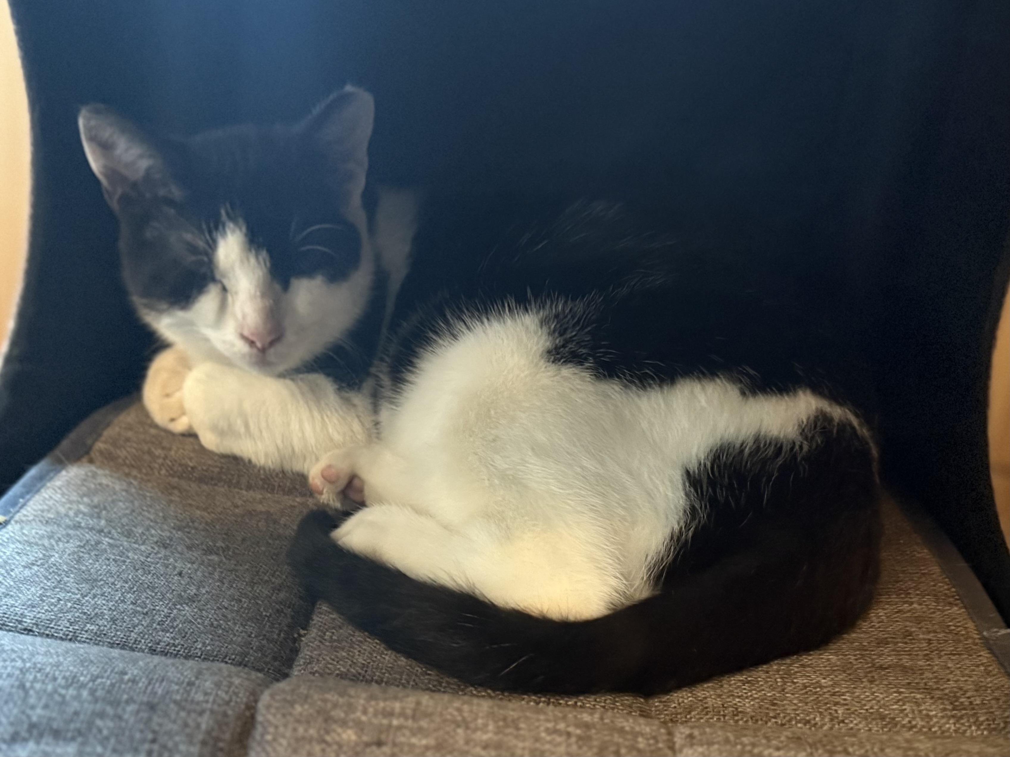 Enlarge Noelle and Rudy, a Adopted Domestic Short Hair in Dresher, PA image 5/5