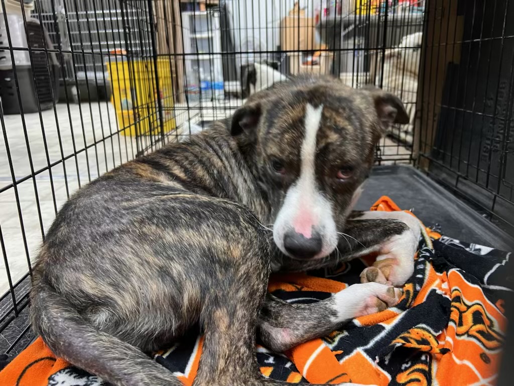 Cooper, a Adoptable American Staffordshire Terrier in Choctaw, OK image 2/3