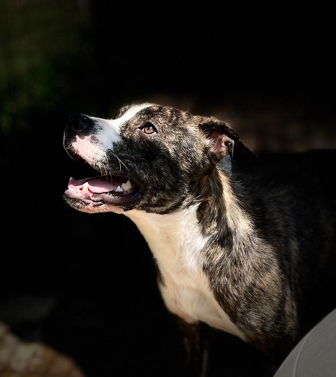 Cooper, a Adoptable American Staffordshire Terrier in Choctaw, OK image 1/3