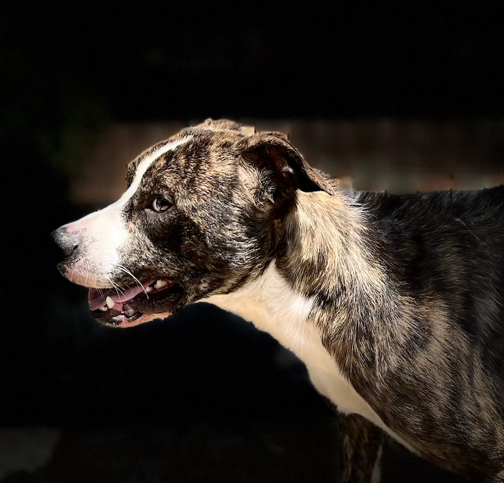 Cooper, a Adoptable American Staffordshire Terrier in Choctaw, OK image 3/3