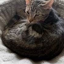 Enlarge Twister: A Whirlwind of Beauty Ready to Steal Your Heart , a ADOPTABLE Tabby in Prescott, AZ image 1/1