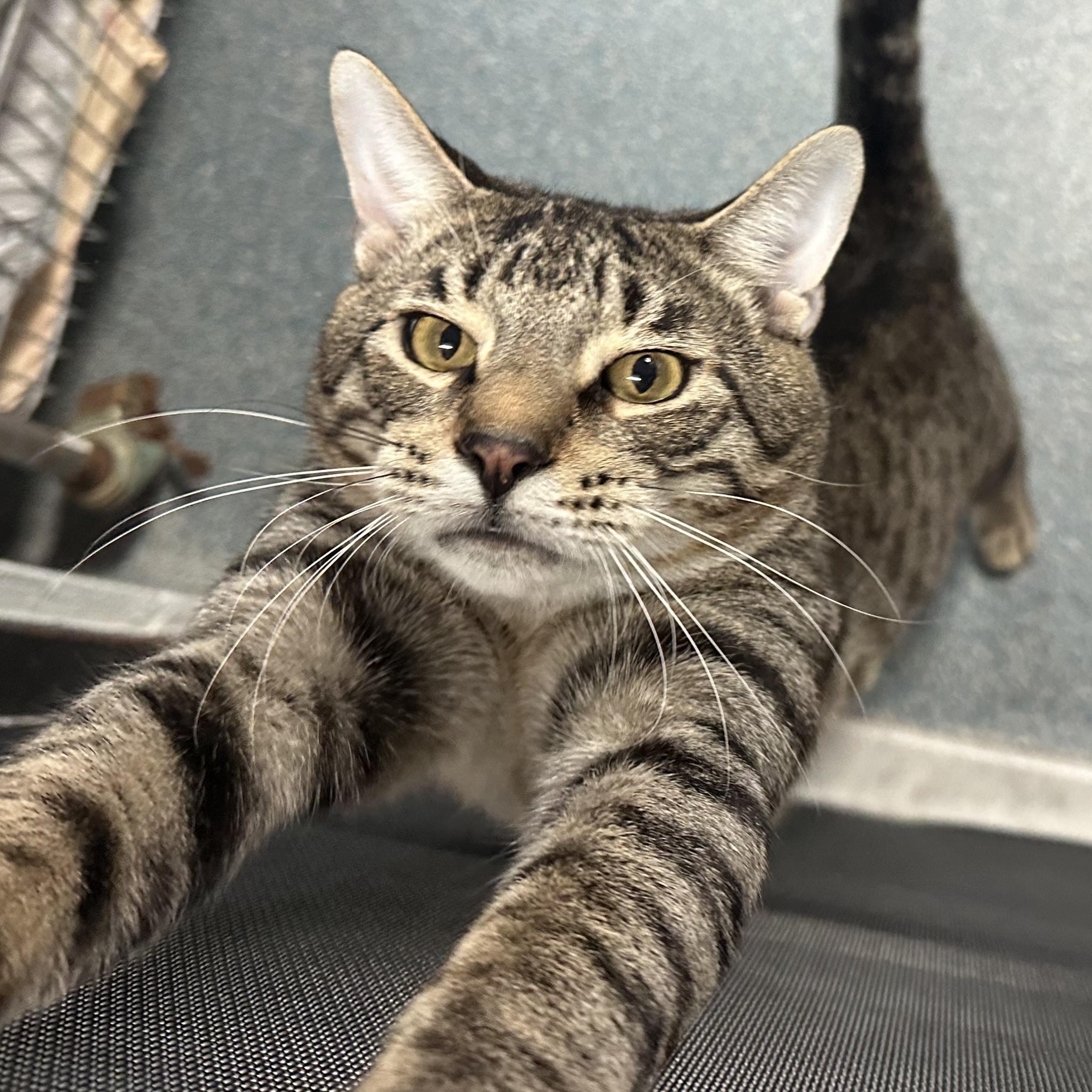 Busch likes Laps, an adopted Domestic Short Hair in Clifton, NJ image 2/6