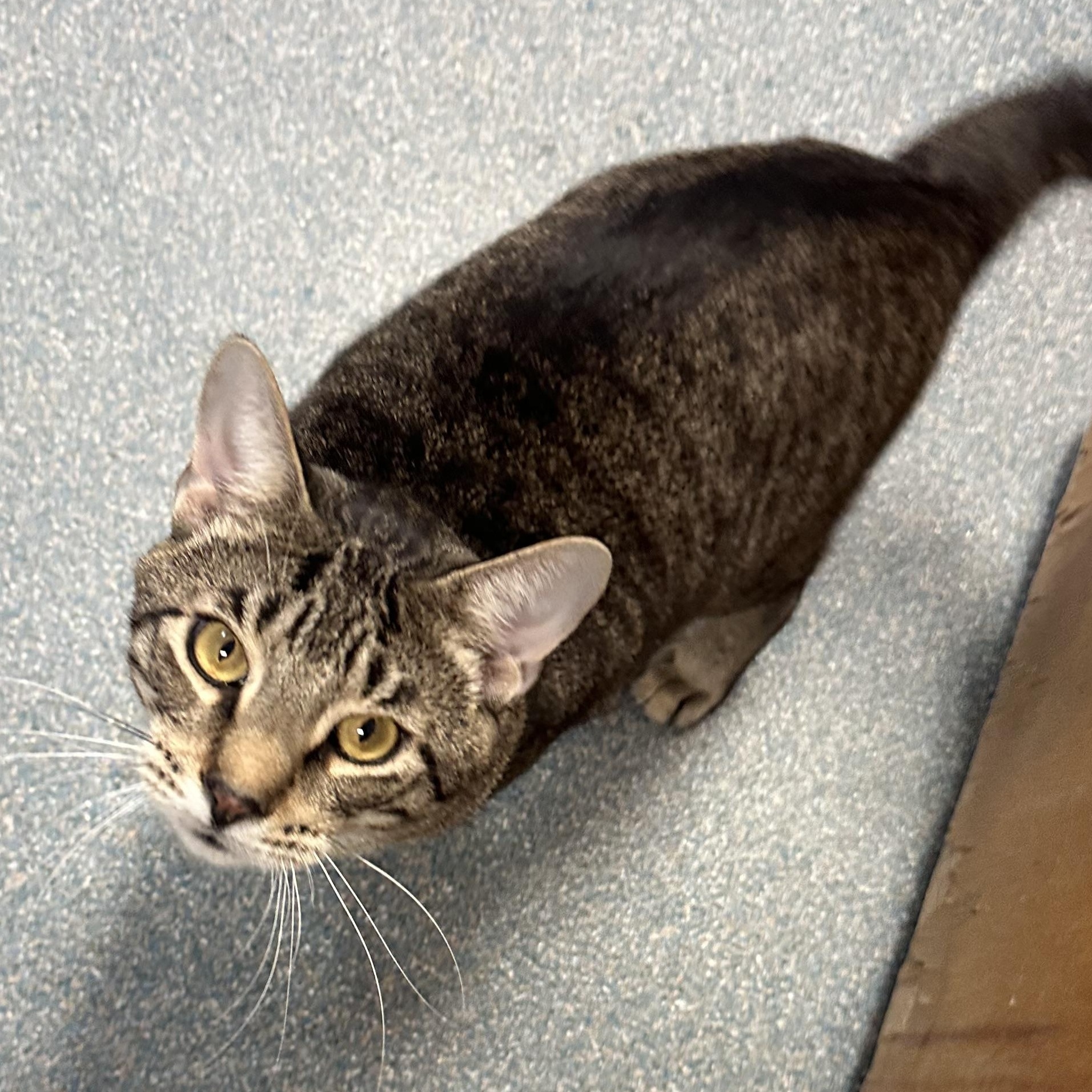 Busch likes Laps, an adopted Domestic Short Hair in Clifton, NJ image 1/6