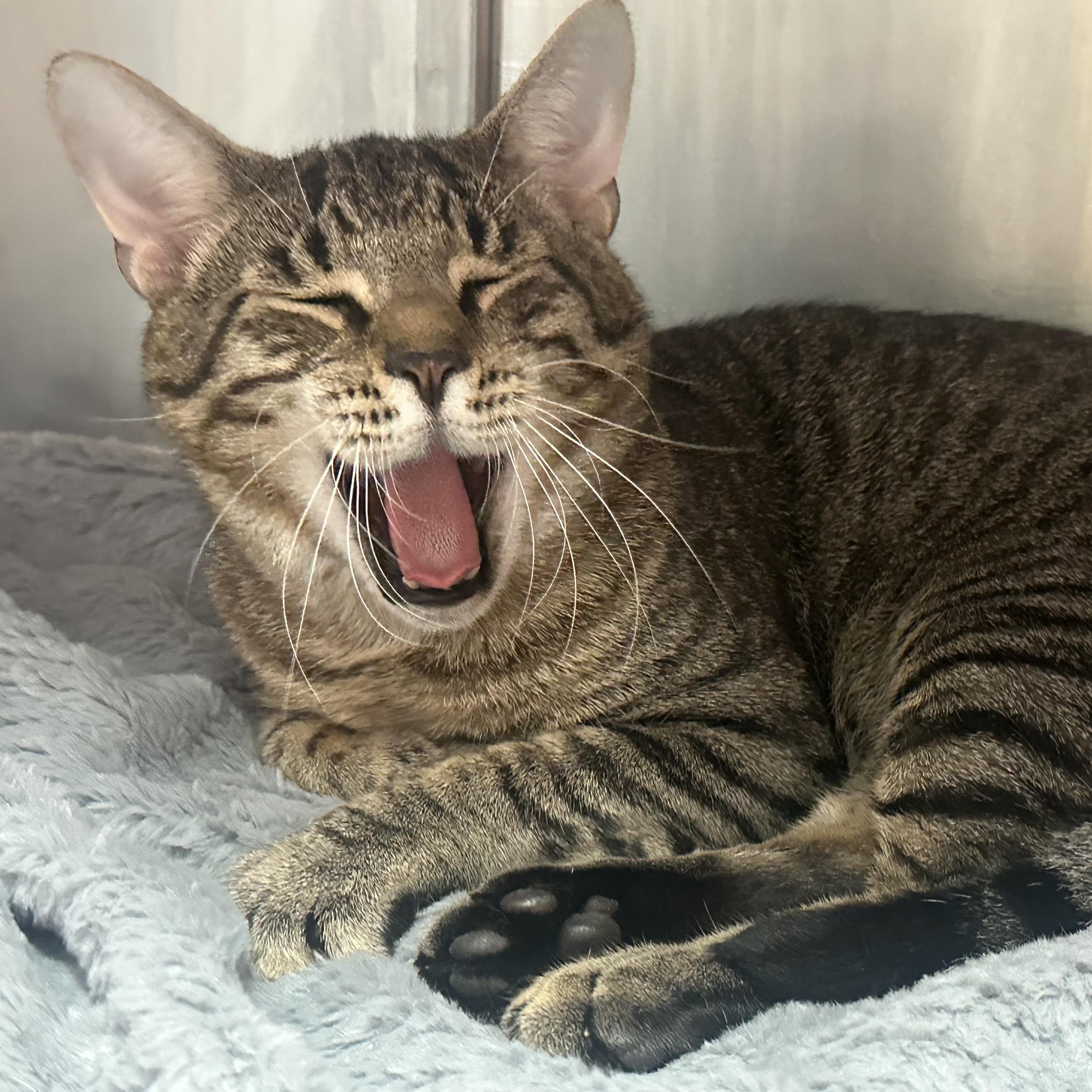 Busch likes Laps, Adoptable, Adult Male Domestic Short Hair.