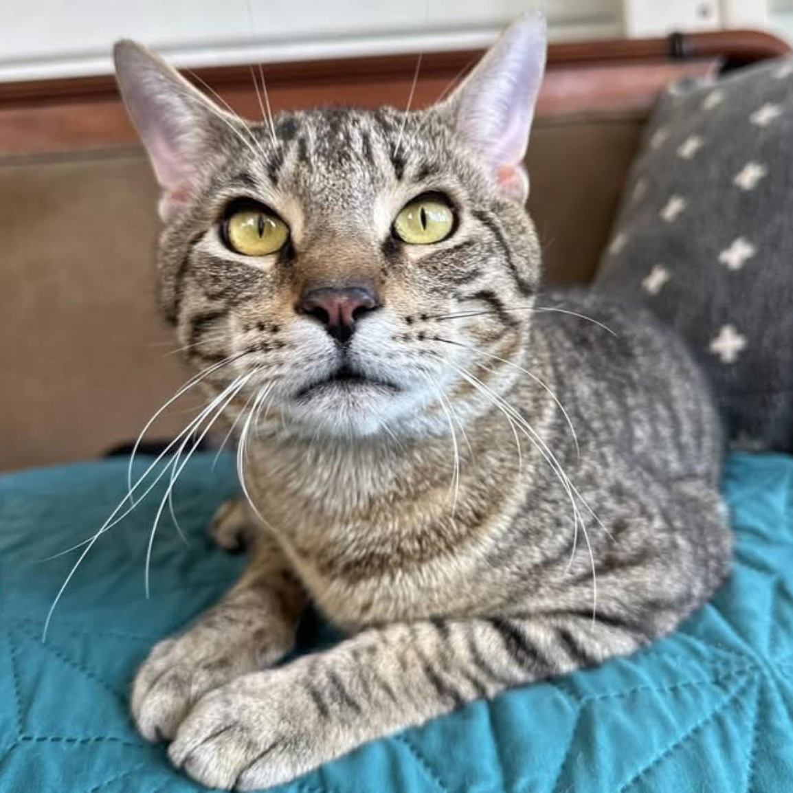 Busch likes Laps, an adopted Domestic Short Hair in Clifton, NJ image 4/6