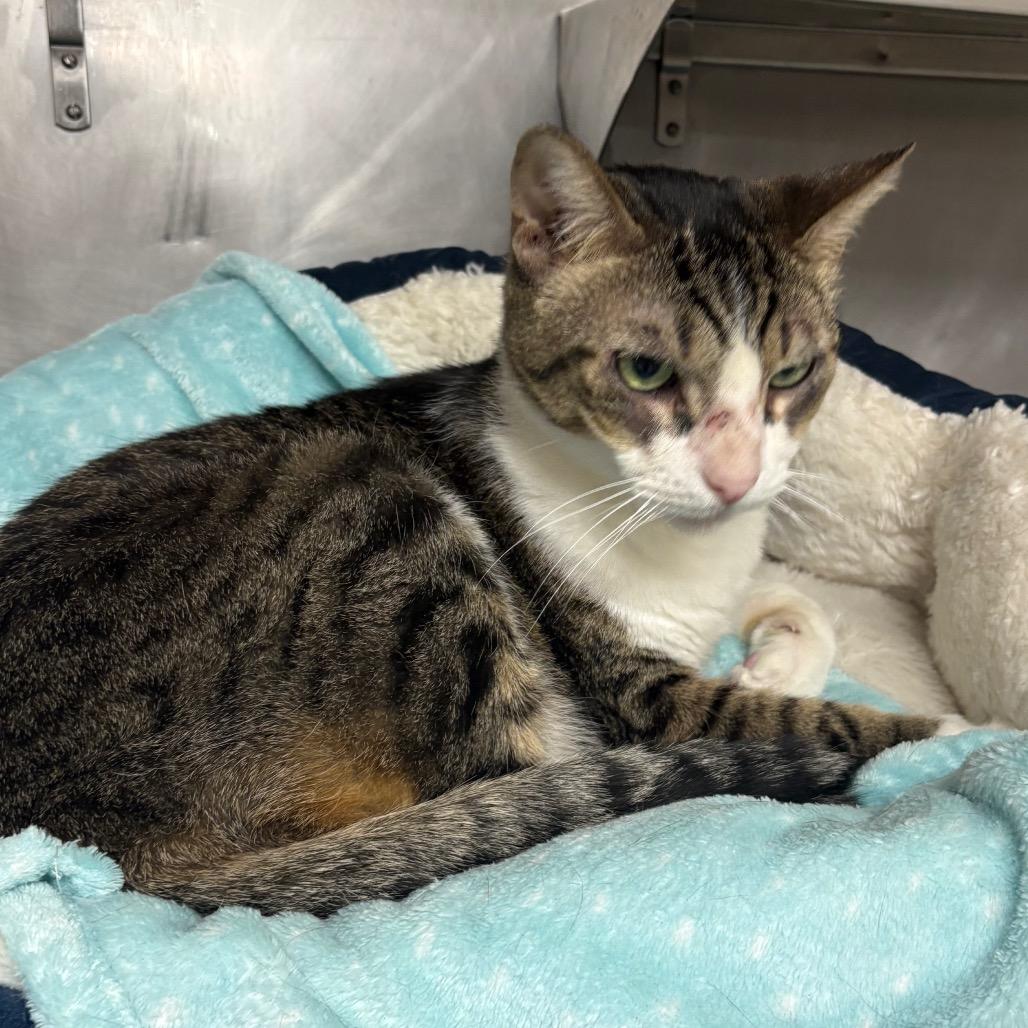Cujo, Adoptable, Adult Male Domestic Short Hair.