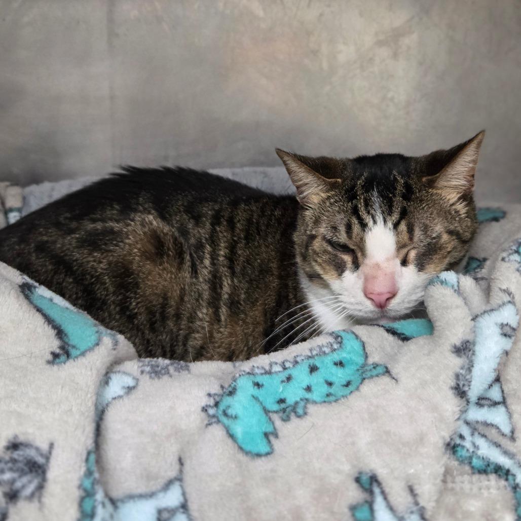 Enlarge Cujo, a Adoptable Domestic Short Hair in San Jacinto, CA image 2/4