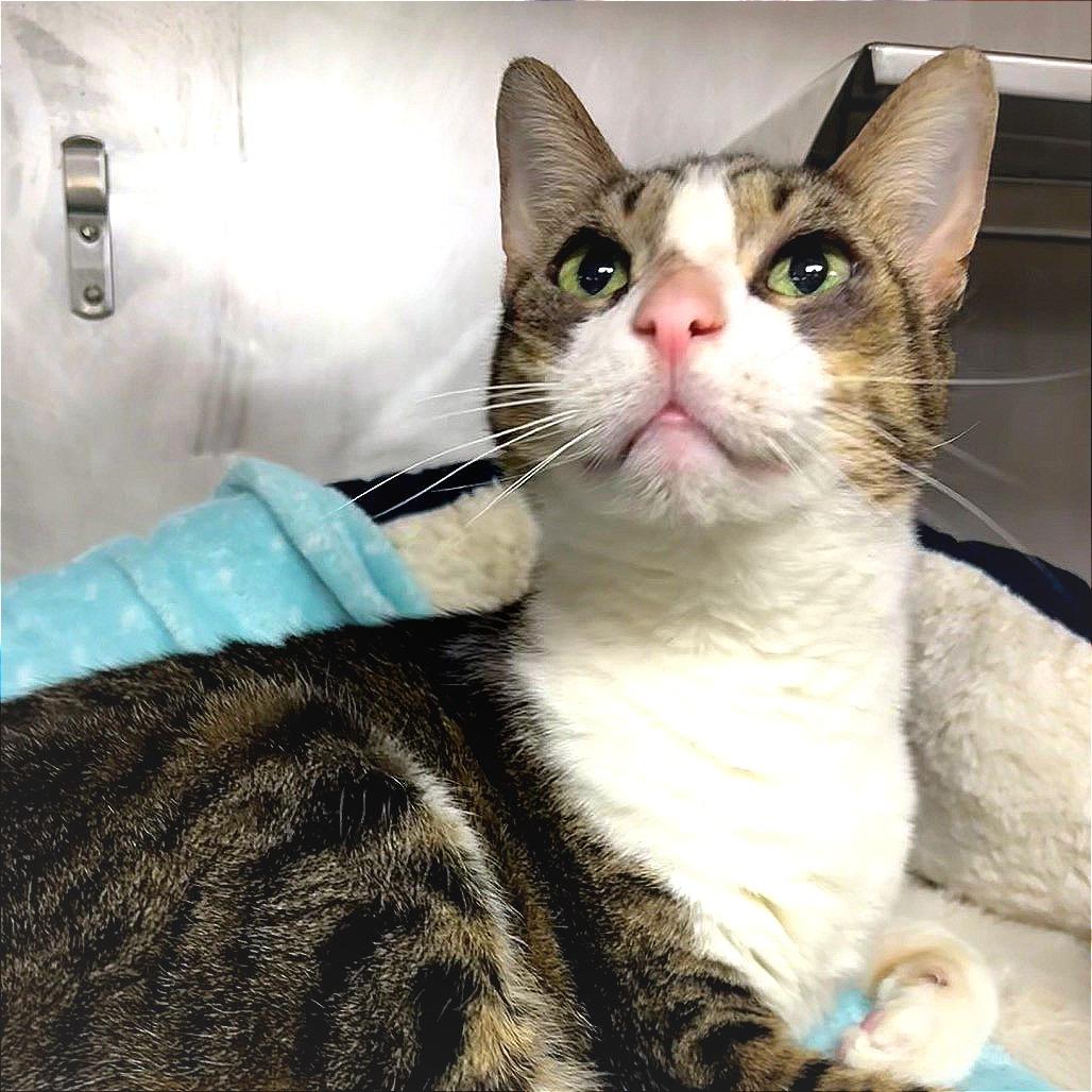 Enlarge Cujo, a Adoptable Domestic Short Hair in San Jacinto, CA image 3/4