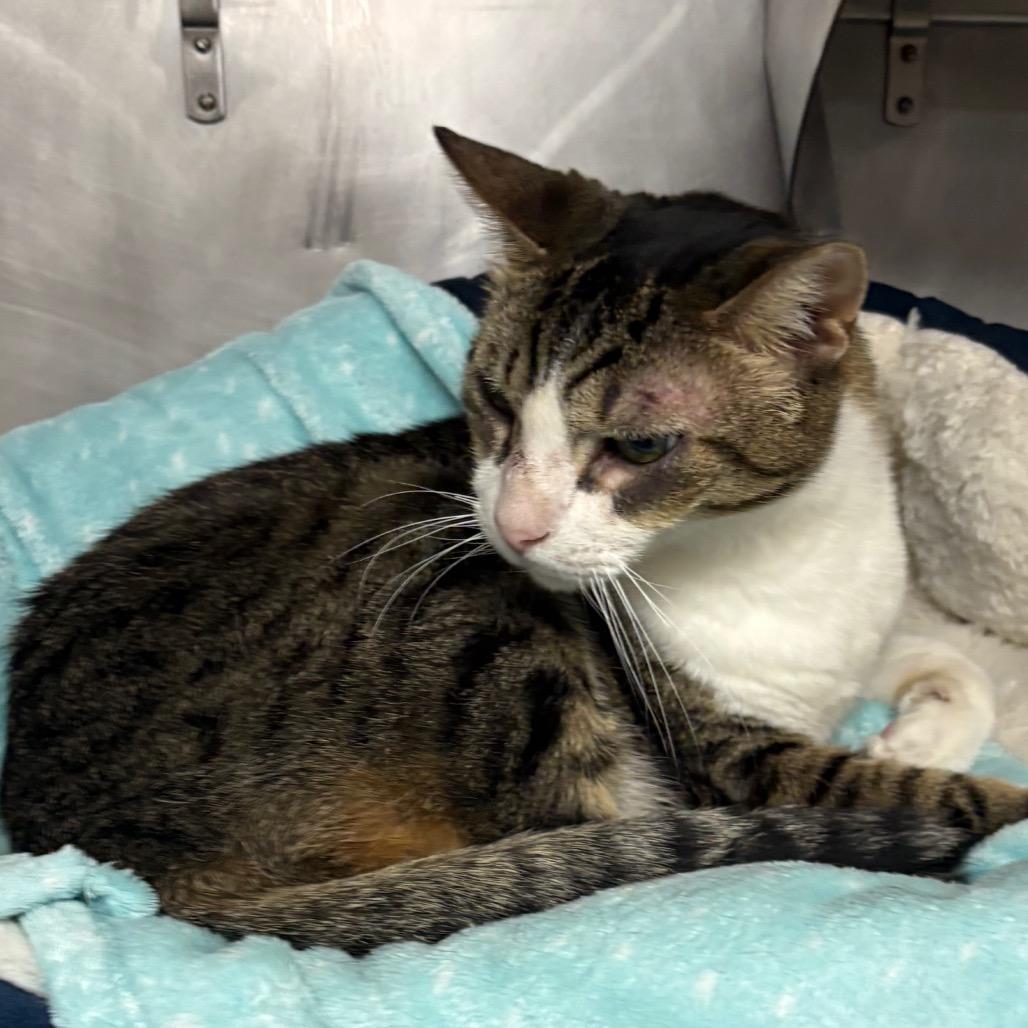 Enlarge Cujo, a Adoptable Domestic Short Hair in San Jacinto, CA image 4/4