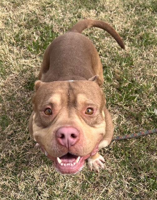 Enlarge Tank, a Adoptable American Staffordshire Terrier in Phoenix, AZ image 1/3