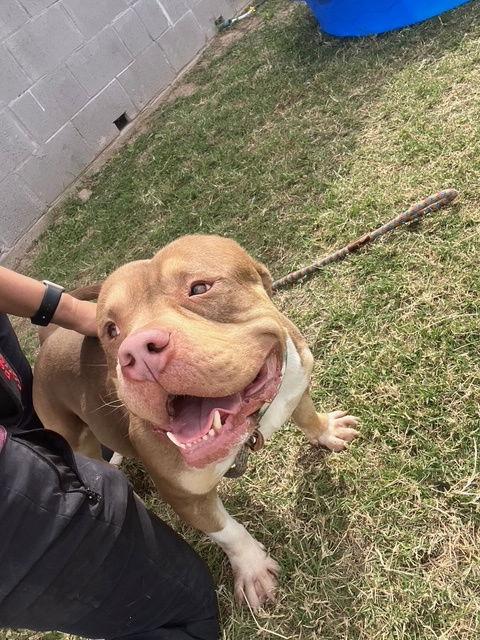 Enlarge Tank, a Adoptable American Staffordshire Terrier in Phoenix, AZ image 2/3