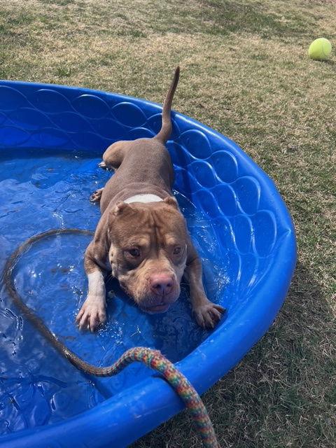 Enlarge Tank, a Adoptable American Staffordshire Terrier in Phoenix, AZ image 3/3