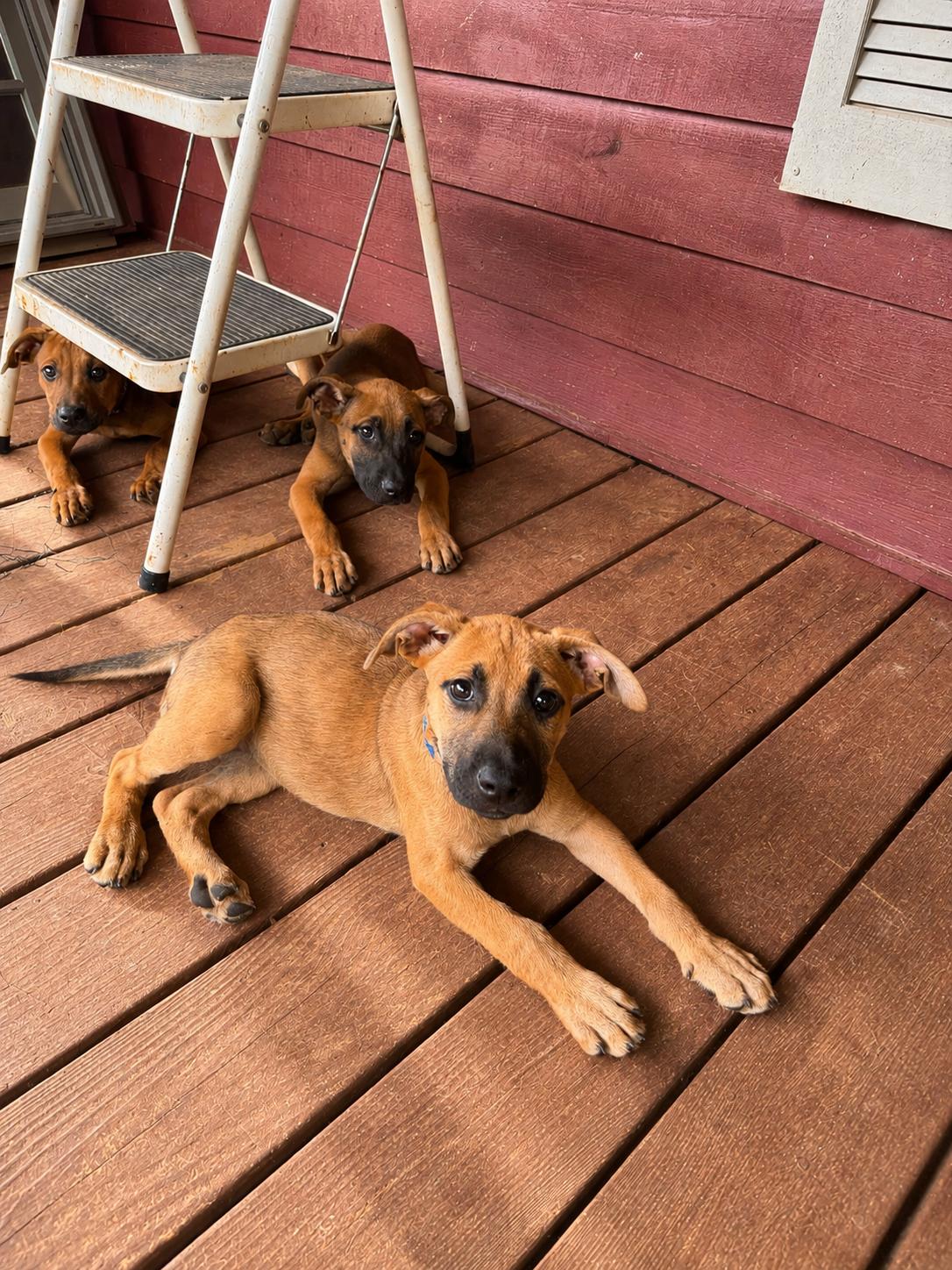 Enlarge Chloe, a Adoptable mixed breed in Hickory, NC image 3/5
