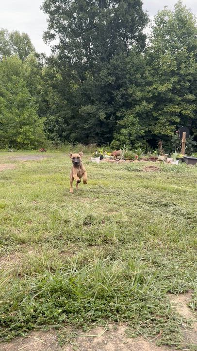 Enlarge Chloe, a Adoptable mixed breed in Hickory, NC video 5/5