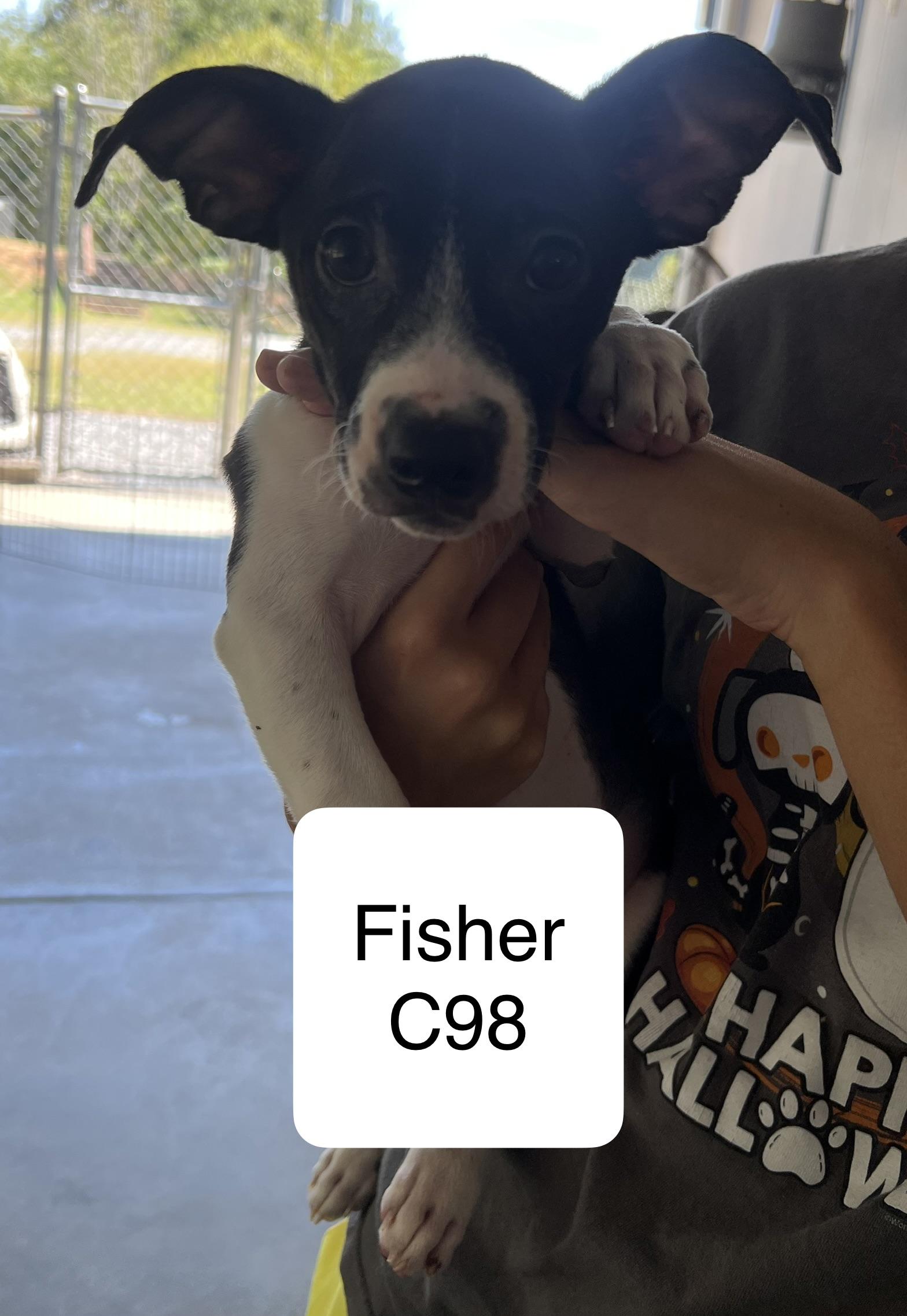 Fisher, Adoptable, Puppy Male Chihuahua & Jack Russell Terrier.